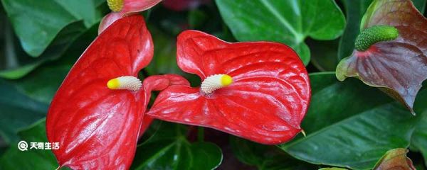 红掌什么季节换土 红掌是什么