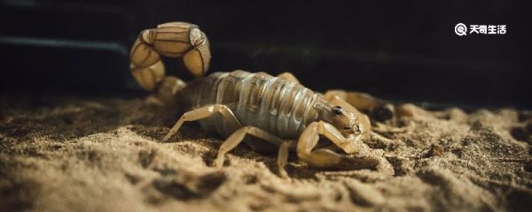 活蝎子直接放冰箱冷冻可以吗 活蝎子能直接冻冰箱吗