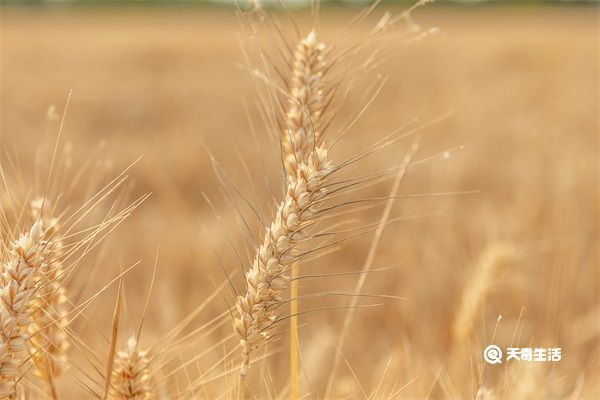 小麦水的功效 小麦水的作用与功效