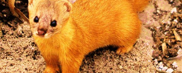 黄鼠狼怕什么 黄鼠狼的弱点