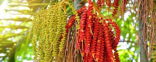 椰枣是碱性食物吗 椰枣是不是碱性食物