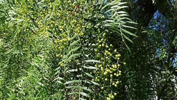 花椒木的作用 花椒木的作用是啥