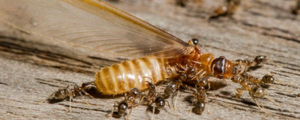 白蚁怎么治 白蚁如何防治