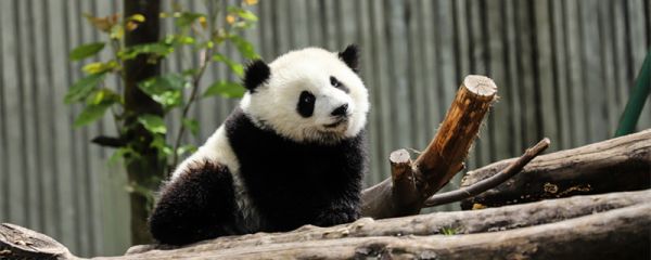 大熊猫的性格特点 大熊猫为什么被视为中国的国宝