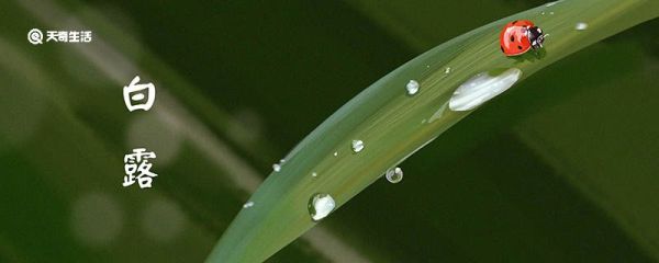 白露时节的特征是什么 白露节气有哪些习俗