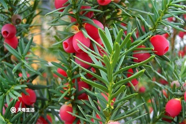 红豆杉果实的功效与作用 红豆杉果实的功效与作用有哪些