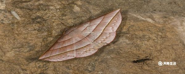 很多飞蛾怎么办 飞蛾多了怎么办