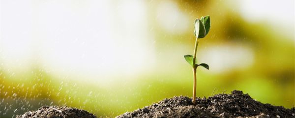 植树造林的作用和意义 植树造林一般用什么树种