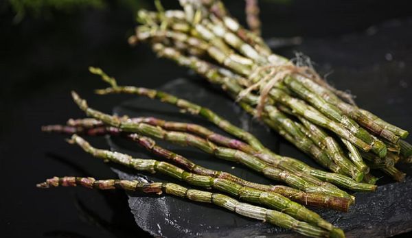 石斛的危害 石斛的危害是什么