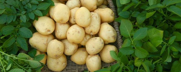 马铃薯变绿还能吃吗 马铃薯变绿有毒吗