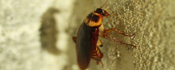 驱蟑螂用什么方法效果最好 驱蟑螂的方法