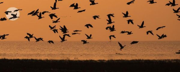 候鸟有哪些 候鸟有哪些品种