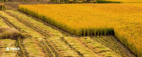 劳动节是中国的传统节日吗 劳动节是传统节日吗