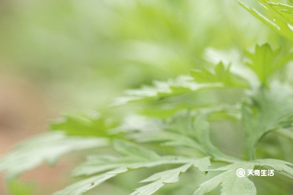 艾叶泡水洗头有什么功效 艾叶泡水洗头