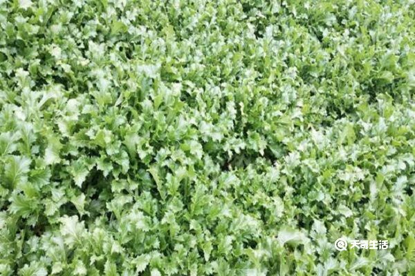 金芥菜的功效与作用 金芥菜主要有什么功效