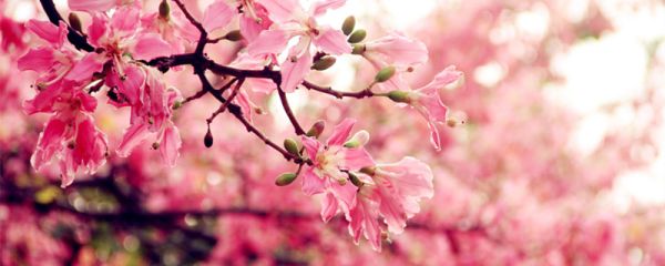 木棉花的花语是什么 木棉花开的花语