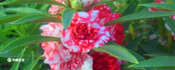 凤仙花的生长过程 凤仙花的生长变化