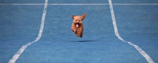 贵宾犬和泰迪的区别 贵宾犬和泰迪有什么区别