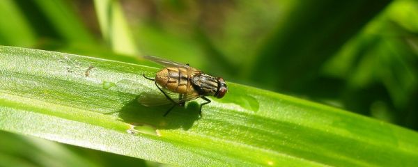 苍蝇的寿命 苍蝇的寿命有多长