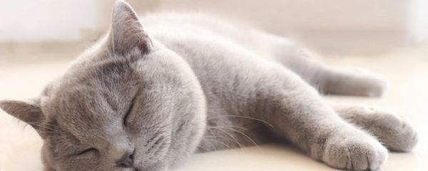 在宋代养猫需要什么条件 古人聘猫有什么讲究