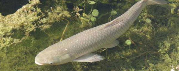 淡水鱼有哪些 有哪些淡水鱼