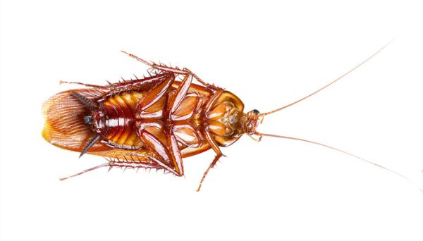 家里很干净为什么会有蟑螂 家里很干净为啥有蟑螂