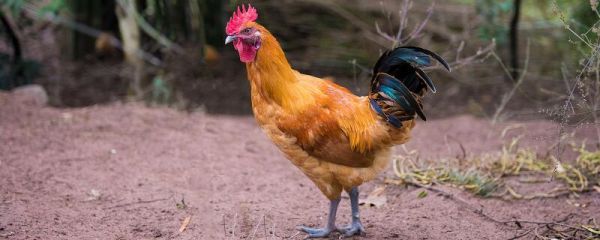 公鸡为什么打鸣 公鸡打鸣的原因