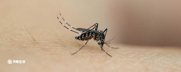 灯旁边有很多小飞虫怎么办 灯旁边有很多小飞虫怎么解决