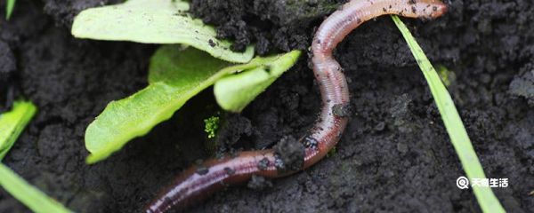 蚯蚓是益虫还是害虫
