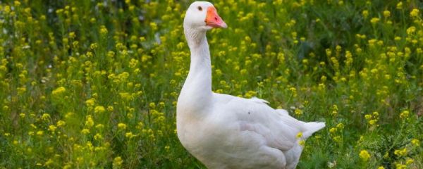 鹅为什么具有攻击性 鹅为什么那么凶