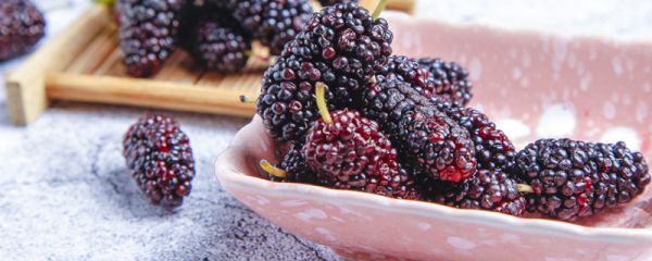 桑葚的功效与作用 桑葚有什么功效