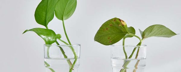 绿萝有没有毒 绿萝叶子发黄是什么原因