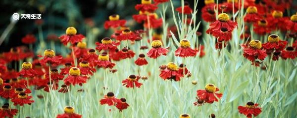 矢车菊花语 矢车菊的花语是什么