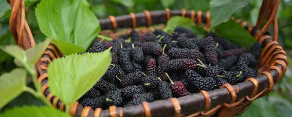 桑葚是什么季节的水果 桑葚是哪个季节的水果