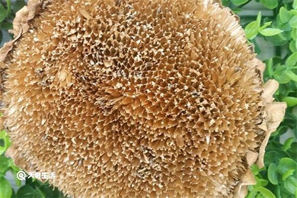 葵花盘的功效与作用 葵花盘的功效与作用是