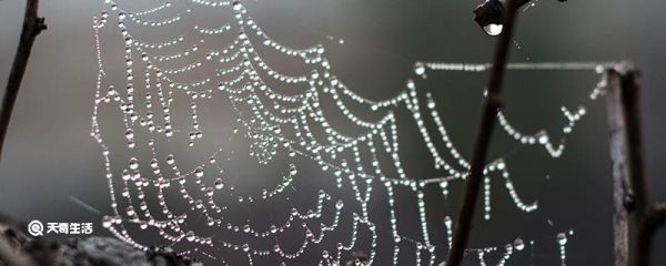蜘蛛丝为什么那么坚韧 蜘蛛丝那么坚韧的原因