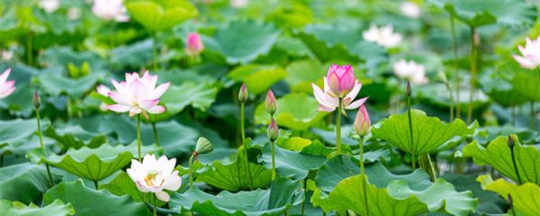 小池描写的是哪个季节 小池描写的是哪个季节哪个地方的景色