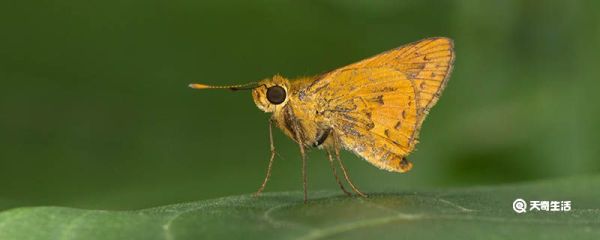晚上商铺内有很多飞虫怎么办 晚上商铺内有很多飞虫怎么弄