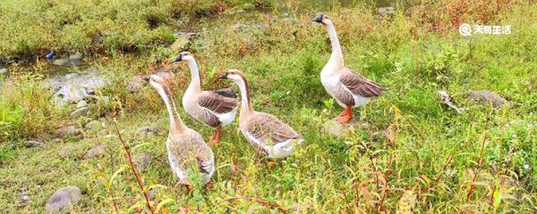 麝香鸭是国家保护动物吗 麝香鸭是不是国家保护动物
