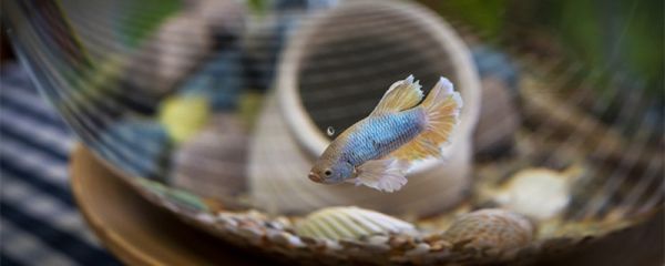 泰国斗鱼怎么喂养 泰国斗鱼如何饲养