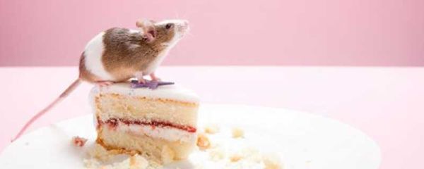 老鼠会咬人吗 老鼠会无缘无故咬人吗