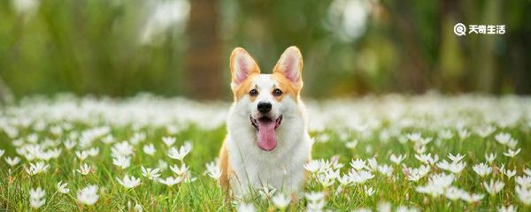 什么动物没有手却能做事 哪种动物没有手却能做事