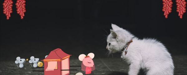 老鼠贴上面放什么吸引老鼠 老鼠贴上放什么诱饵好