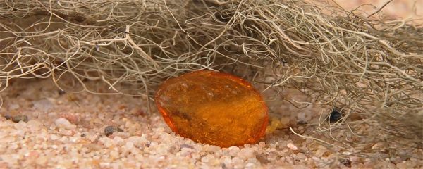 琥珀是树脂吗 琥珀是什么