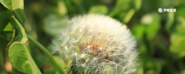 巨型蒲公英叫什么 巨型蒲公英叫什么名字