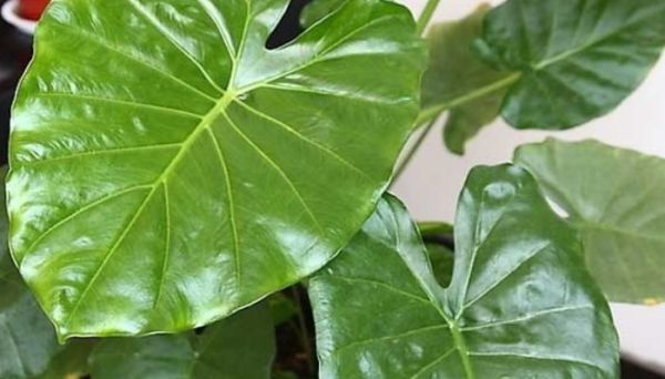 滴水观音有毒吗 滴水观音有没有毒