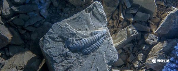 如何保护化石 怎么保护化石