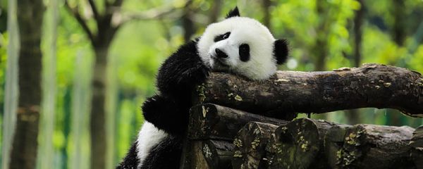 大熊猫一般生活在哪里 大熊猫生活习性
