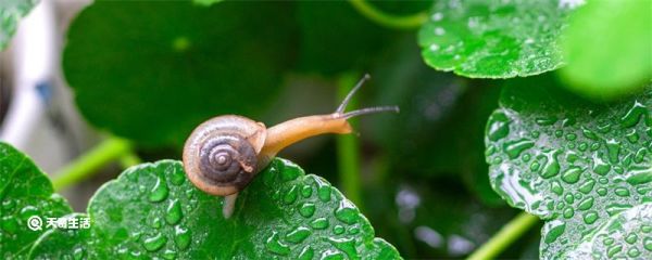 谷雨种薏仁米吗 谷雨可以种薏仁米吗
