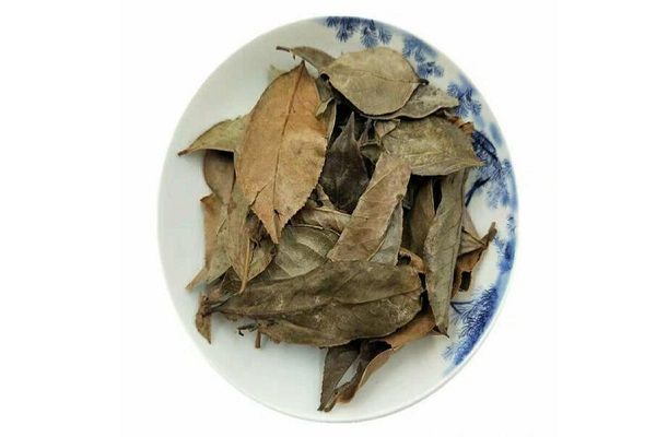 乌饭叶的功效与作用 乌饭叶主要有什么功效